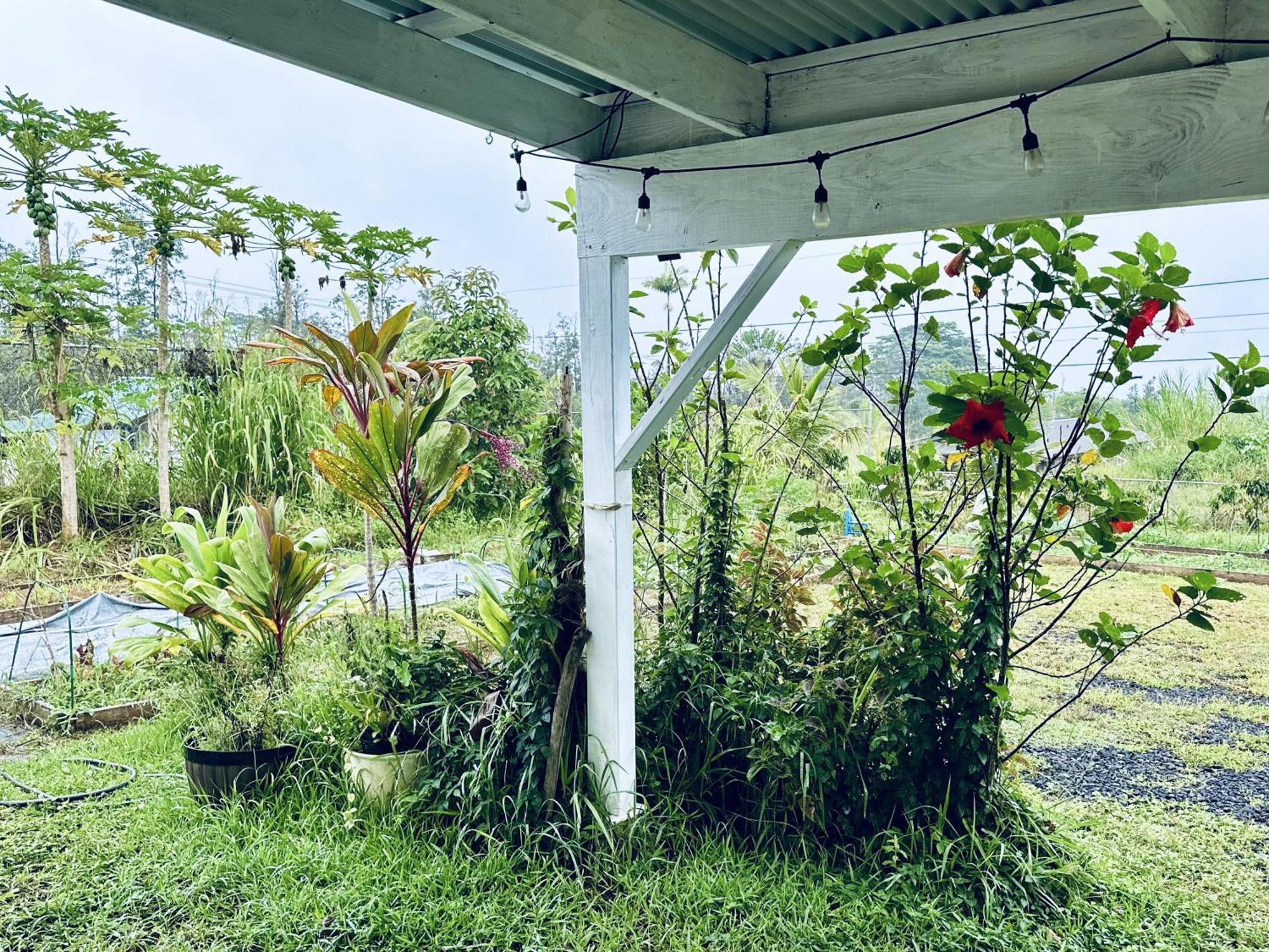 Kope Hale Farm House Near Hilo & Volcano National Park Pahoa Dış mekan fotoğraf