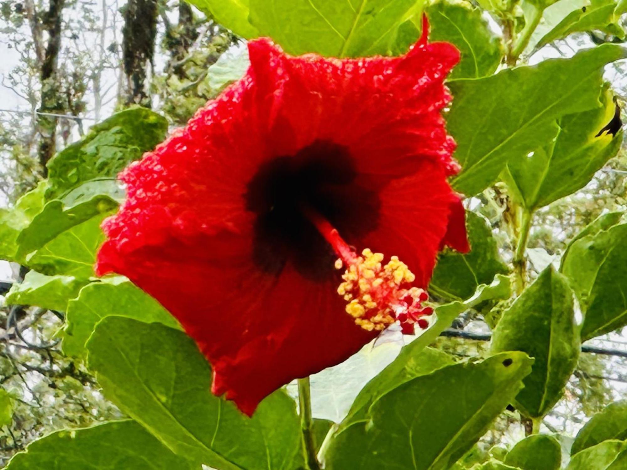 Kope Hale Farm House Near Hilo & Volcano National Park Pahoa Dış mekan fotoğraf